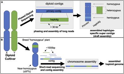 Comparative (Within Species) Genomics of the Vitis vinifera L. Terpene Synthase Family to Explore the Impact of Genotypic Variation Using Phased Diploid Genomes